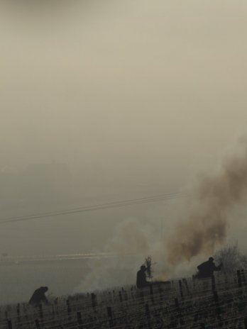 Brûlage des sarments dans le Clos de Tart, Morey St-Denis, le 9 décembre dernier.