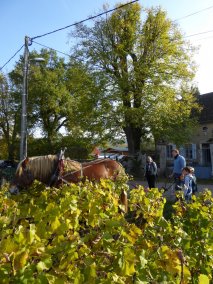 Corléone en démonstration de labour