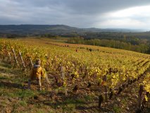 En balade dans les 1er cru des Maranges