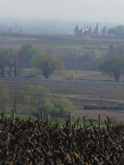 Vignes en Beaujolais