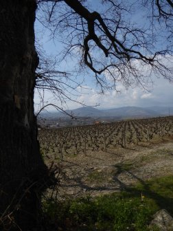 Du chêne du Py, vue sur le Mont Brouilly