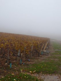 les vignes qui voient la vie en jaune