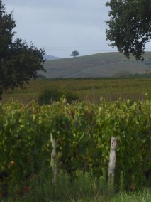 Le chêne du Py de Morgon, visible loin à la ronde