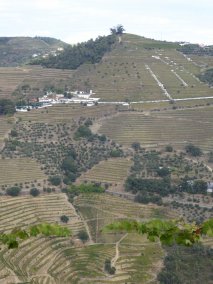 Le vignoble de Noval